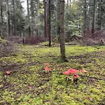 Schwarzwald *