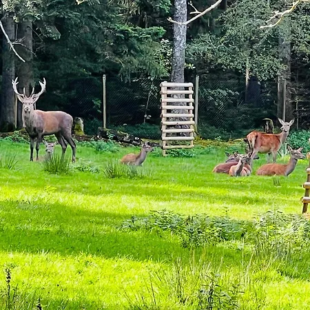Appartamento Schwarzwald Schömberg