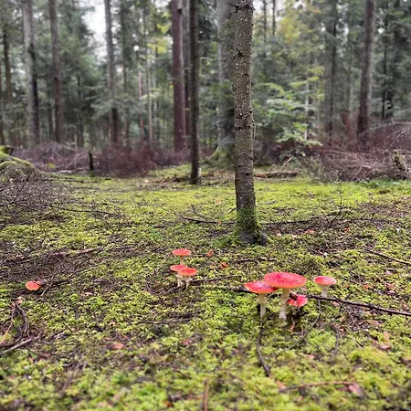 Schwarzwald *